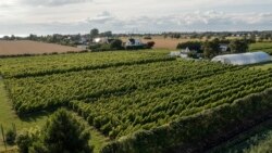 Sa rastom temperature, uspon vinske industrije u nordijskim zemljama 