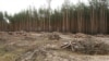 Нижнеольшанский лес рубят 