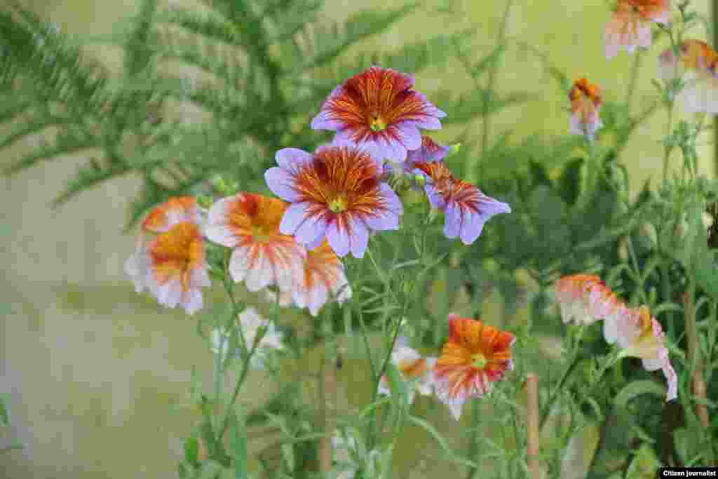 Зезаг. Алиев Идрисан сурт.