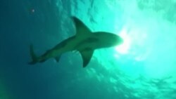 В США акулы снова начали нападать на людей (видео)