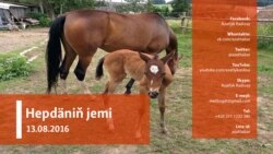 Hepdäniň jemi - 13.08.2016 ý.