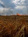 Палаюче пшеничне поле поблизу лінії фронту на кордоні між Запорізькою та Донецькою областями. 2022 рік