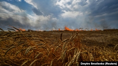 Бөкселерді сүйу Бөкселерді сүйу