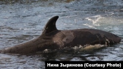 Косатка у берегов Камчатки (Архивное фото)