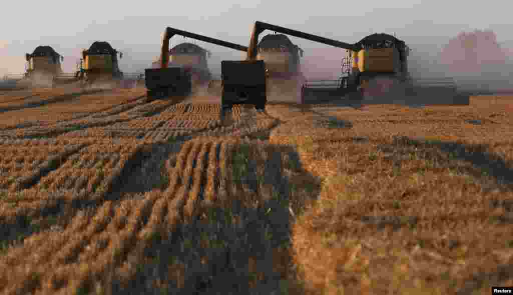 Harvesters work on a wheat field near the village of Talniki, southwest of the Siberian city of Krasnoyarsk. Russia, one of the world's top wheat exporters, will harvest its third-largest grain crop in post-Soviet history this year, reports said. (Reuters/Ilya Naymushin)