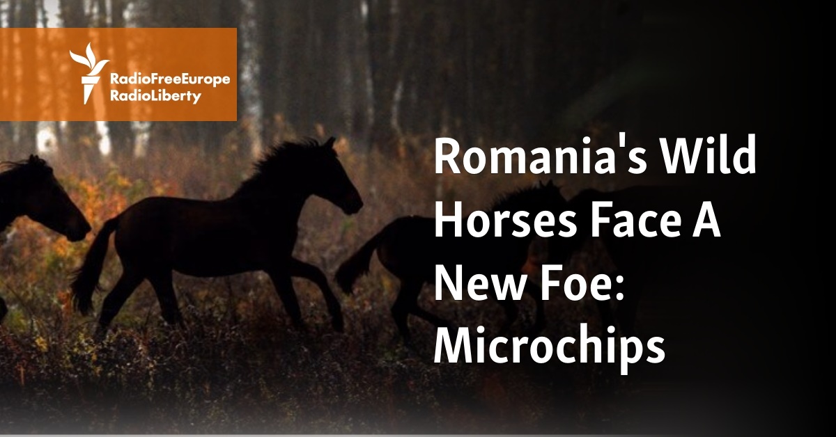 Romania's Wild Horses Face A New Foe: Microchips