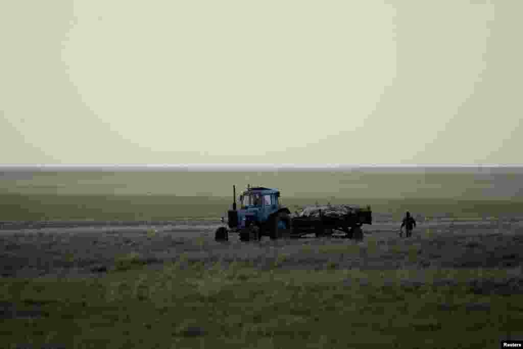 A tractor transports the carcasses of dead saiga in a field in the Qostanai region of northern Kazakhstan on May 20, 2015.