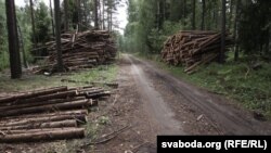Высечка лесу пад Смалявічамі, архіўнае фота 