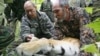 Трюк Путіна призвів до загибелі тигриці?
