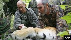 Владимир Путин участвует в кампании по сохранению популяции уссурийских тигров, 2012 год
