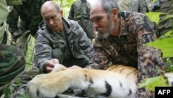 Vladimir Putin (left) attaches a satellite transmitter to Serga the Siberian tigress in August 2008. Activists allege that Serga was not wild but rather a zoo animal who later died as a result of a sedative overdose.