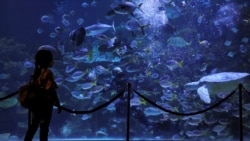 Djevojčica gleda ribe u akvarijumu u Aquaria KLCC, Kuala Lumpur, Malezija, 10. juna 2020.