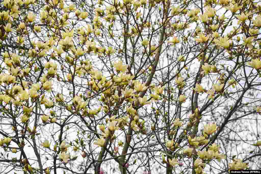 Magnolia Yellow Bird de pe strada Mărțișor.