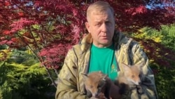Олег Зубков з лисенятами на руках