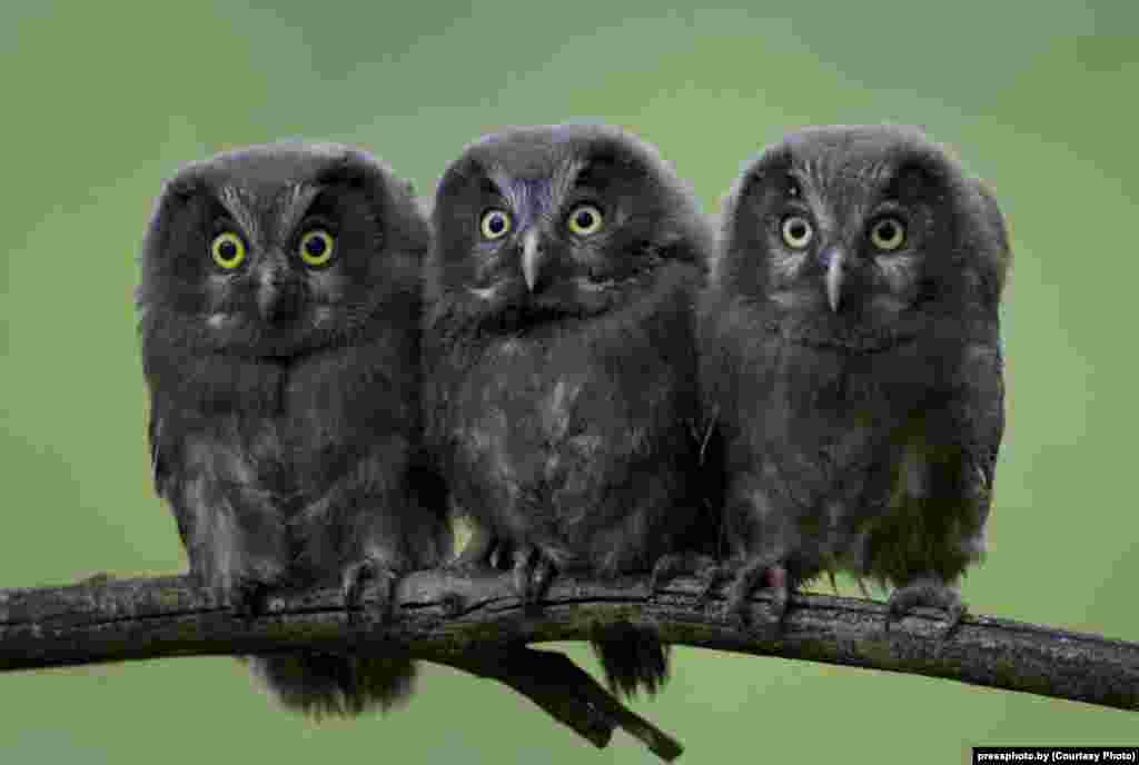 Owl chicks by photographer Natallya Ablazhey