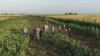 Пассажиры самолета «Уральских авиалиний» на кукурузном поле после аварийной посадки, 15 августа 2019 года