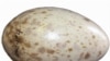 Крапчатое яйцо американского журавля. Длина – 10 сантиметров, вес 200 – граммов
