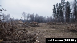 Dok se čeka zvanična analiza o razmjerama pohare crnogorskih šuma stručnjaci upozoravaju da je sistem koncesija “zlo za šume” (fotoarhiv)