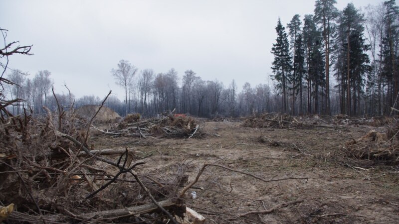 Koncesije uništile crnogorske šume i oštetile budžet