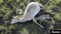 Dead saiga antelopes lie on a field in the Zholoba area of the Kostanay region, Kazakhstan, on May 20, 2015.
