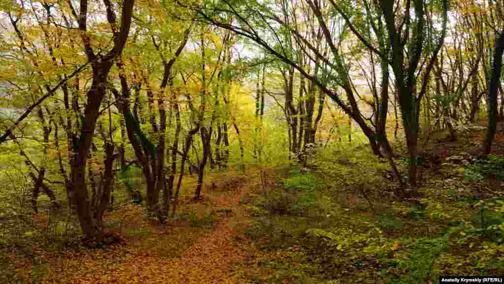 Лиственный лес спускается к реке Бештерек. Ее название переводится с тюркского как «пять деревьев»