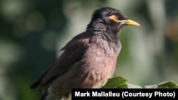 A common myna bird in Kabul in July -- a photo by Mark Mallalieu