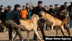 جنگ سگ‌ها در گلوگاه مازندران