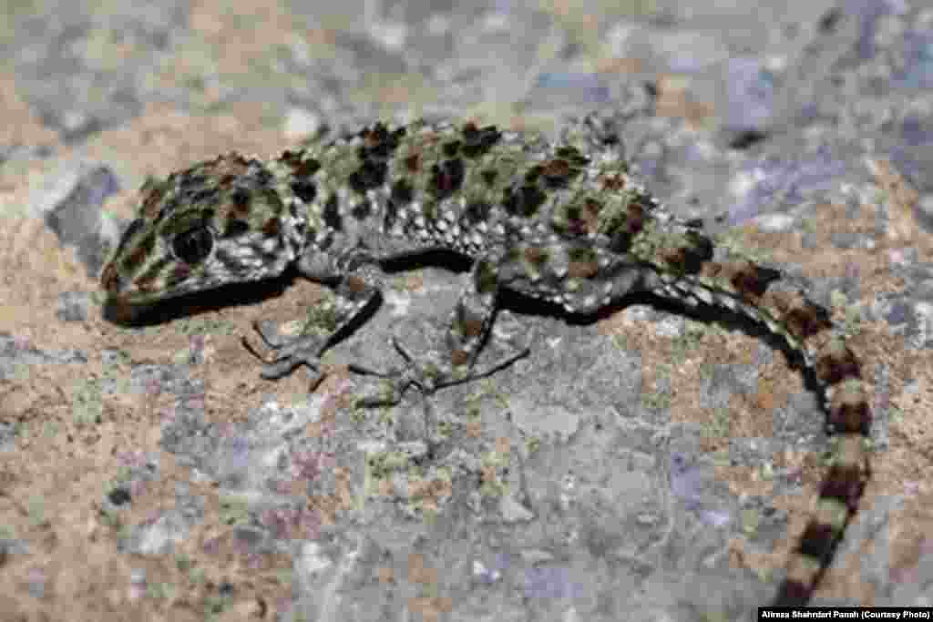 نام علمی:Cyrtopodion caspium،&nbsp;نام فارسی: گکوی انگشت خميده خزری،&nbsp;نام انگلیسی:Caspian Bent -toed &nbsp;Geckoطول پوزه تا مخرج: ۷۴ و طول دم ۹۰ ميليمتر، پراکندگی در ایران: خراسان، سيستان و بلوچستان، گلستان، مازندران، سمنان، تهران، قم 