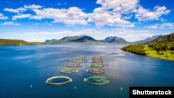 Norveška farma lososa, arhivski snimak 