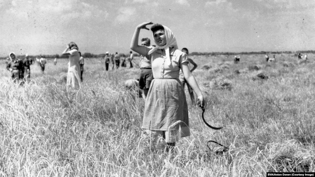 Жени прибират пшеница от ниви край българското село Световрачене през 1955 г. Снимка: Български визуален архив (БВА)/Антон Донев 
