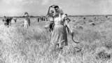 Women harvesting wheat in Bulgaria’s Svetovrachene village in 1955