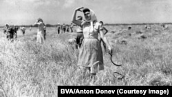 Women harvesting wheat in Bulgaria’s Svetovrachene village in 1955