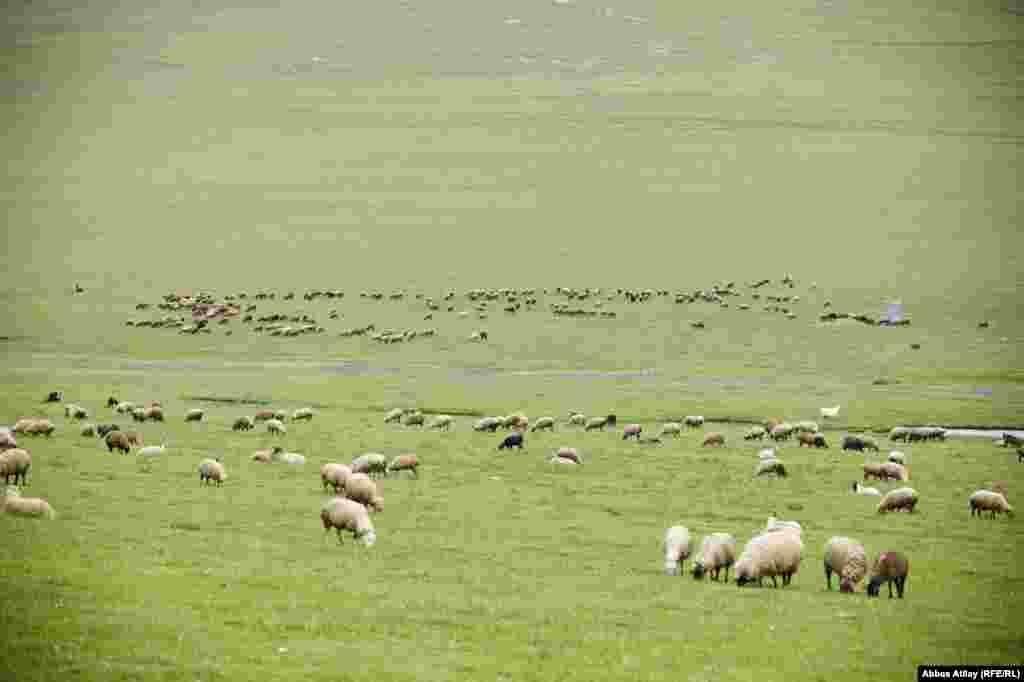 "Qanlı körpü" yanında heyvanların otlaq yeri.