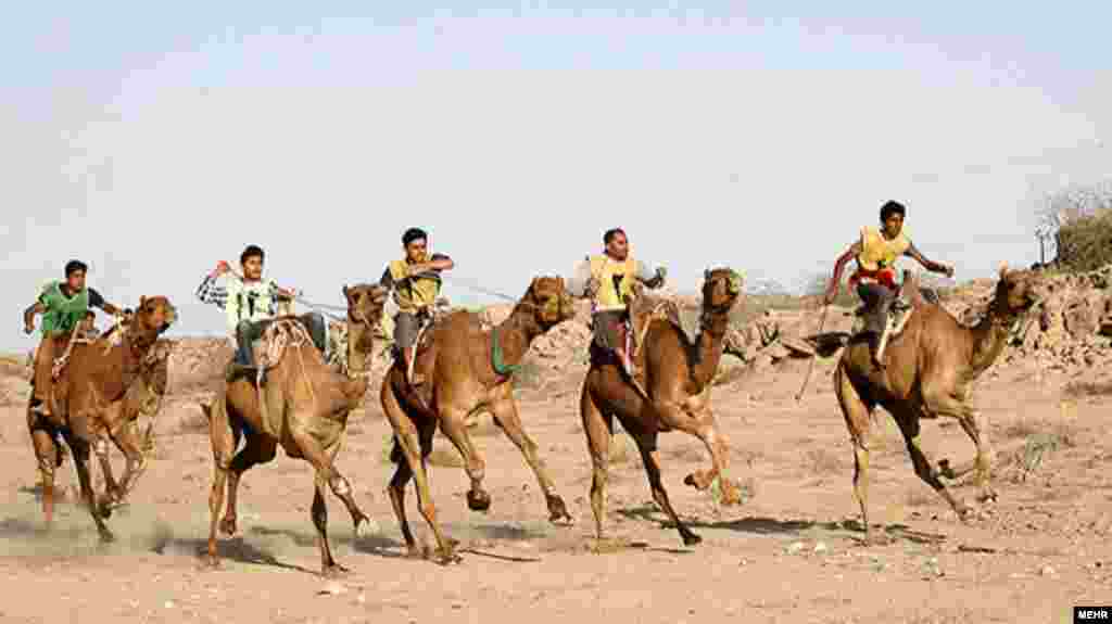 Young boys take part in a camel-racing competition in the southern Iranian city of Bandar Abbas on February 7. (MEHR NEWS/Ahmad Jafari)