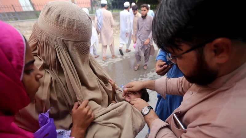 پاکستان کې ګوزڼ ضد کمپاین پیل شو