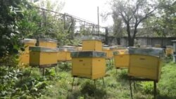 Евросоюз попробует грузинский мед