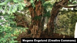 درخت ۵ هزارساله‌ای که تغییر جنسیت ‌می‌دهد.