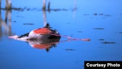 مرگ پرنده‌ای در تالاب میانکاله به‌دلیل شرایط بد زیست محیطی