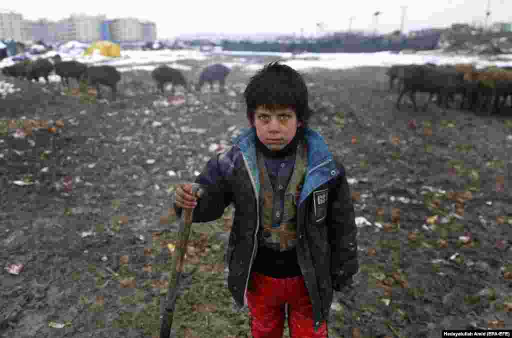 An internally displaced Afghan child herds cattle near his temporary shelter at a camp on the outskirts of Kabul. (epa-EFE/Hedayatullah Amid)