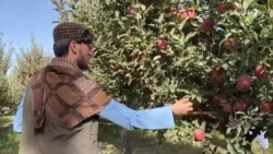 پکتیا کې د سږ کال مڼو فصل او کیفیت ښه شوی دی