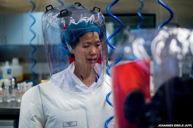 Китайский биолог Ши Дженли, которая вела исследования коронавирусов, в том числе на улучшение их свойств