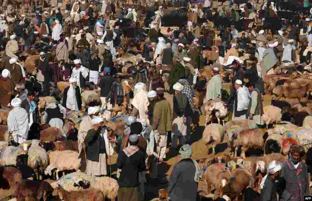 A busy Eid livestock market on the outskirts of Herat, Afghanistan.
