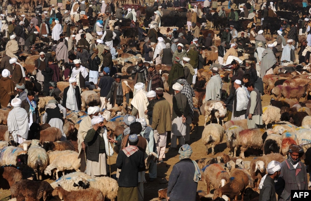 World's largest animal sacrifice in Eid al-Adha