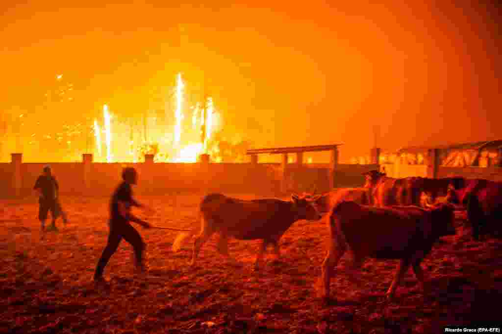 Лясны пажар у Партугаліі (epa-EFE/Ricardo Graca)