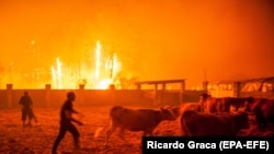 Лісові пожежі у Португалії, 16 жовтня 2017 року