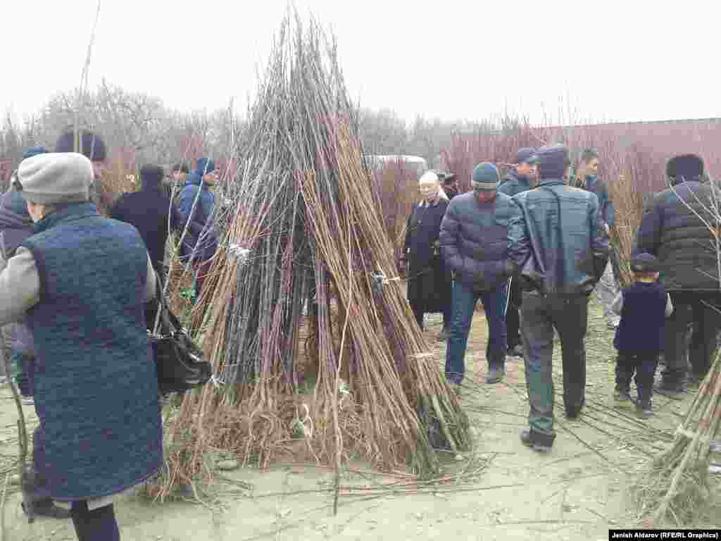 Баткен облус аймагында 10миң гектардай өрүк бактары бар. Багбандар 30-50 жылда жаңы көчөттөрдү тигип, бактарды жаңылап турушат.