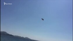 Нашестя метеликів у Коктебелі (відео)