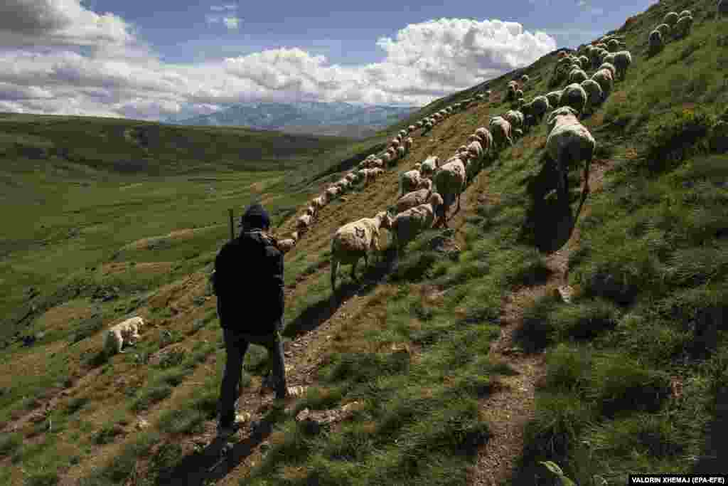 Borjan Bajle, 13, a shepherd from the Balje family, watches a flock of sheep graze in a pasture on Kosovo&#39;s Sharr Mountains.