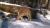 Returning tigers to Central Asia would involve using the Amur tiger from the Russian Far East, a subspecies that is nearly identical genetically to the extinct Caspian tiger.
