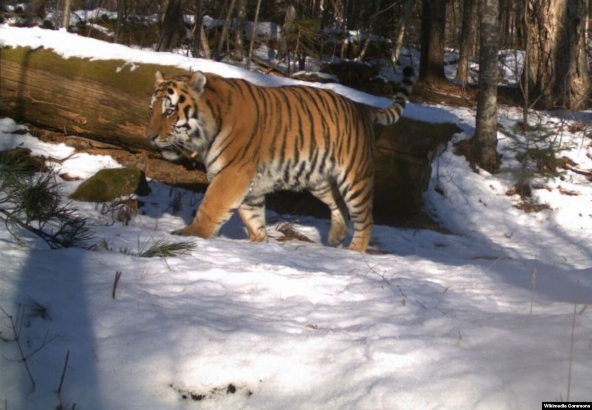 Conservationists Eye Kazakhstan To Give Tiger Second Chance